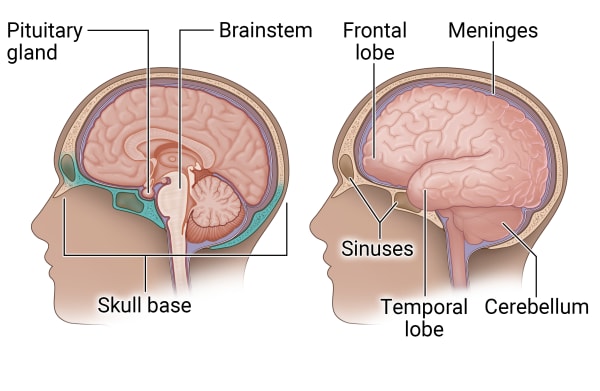 Inside anatomy of the skull base and other parts of the brain and head, including a cross-section of the brain.